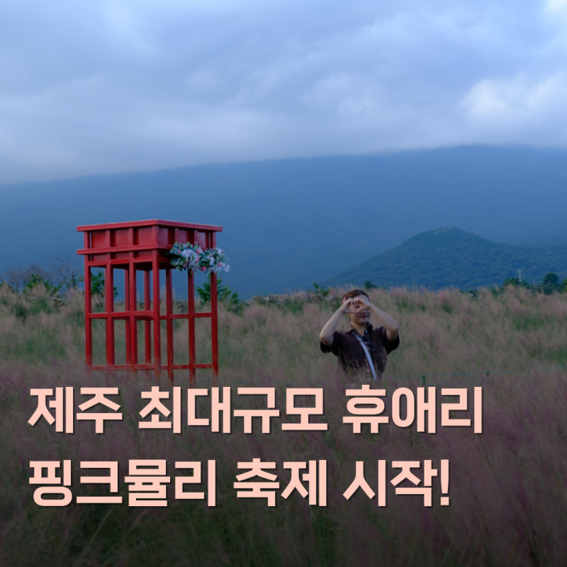 제주 핑크뮬리 명소 휴애리 핑크뮬리 축제 시작! 9월 제주도 가볼만한곳
