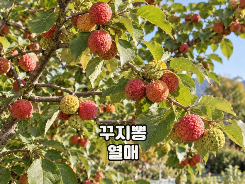 꾸지뽕 열매 먹는법 구찌뽕 효능 잎과 뿌리는?