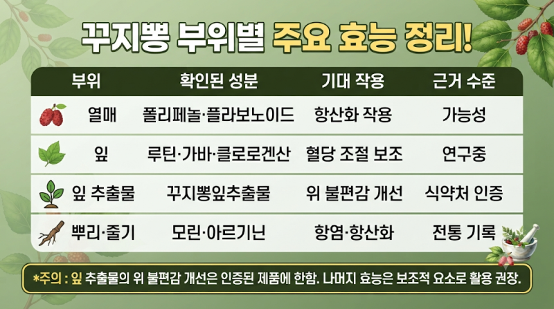 [ 꾸지뽕 효능과 성분에 대해 자세한 내용 ]