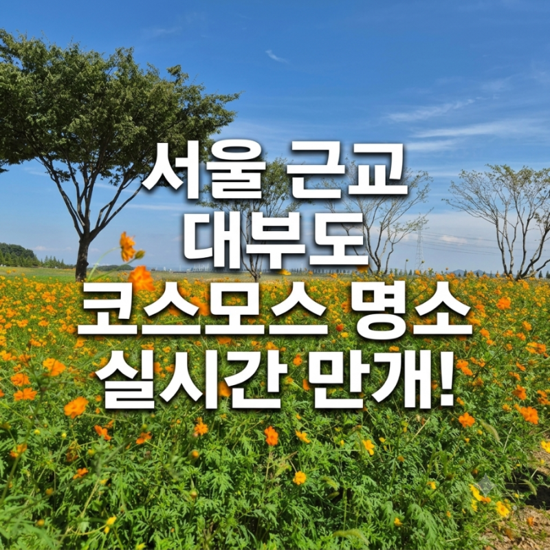 서울 근교 대부도 코스모스 명소 실시간 만개! 명소 주소, 무료 주차 정보 총정리!
