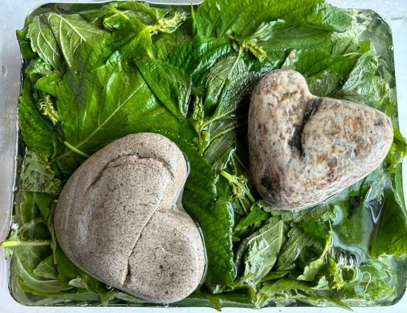 소금물에 삭히는 깻잎 순 장아찌 만드는법