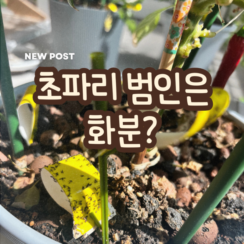 다이소 식물용 초파리 트랩, 화분 벌레 이렇게 잡았어요.