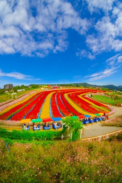 2026. "철원 고석정 꽃밭 가을꽃 축제! 관람시간 입장료 환급, 주차. 연계 관광지. 맛집" 총정리....