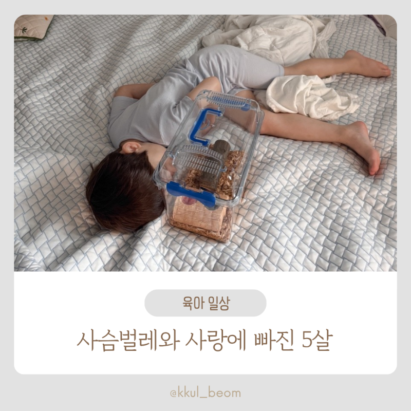 사슴벌레 키우기｜5살 아이와 사육 세트로 직접 키워본 이야기