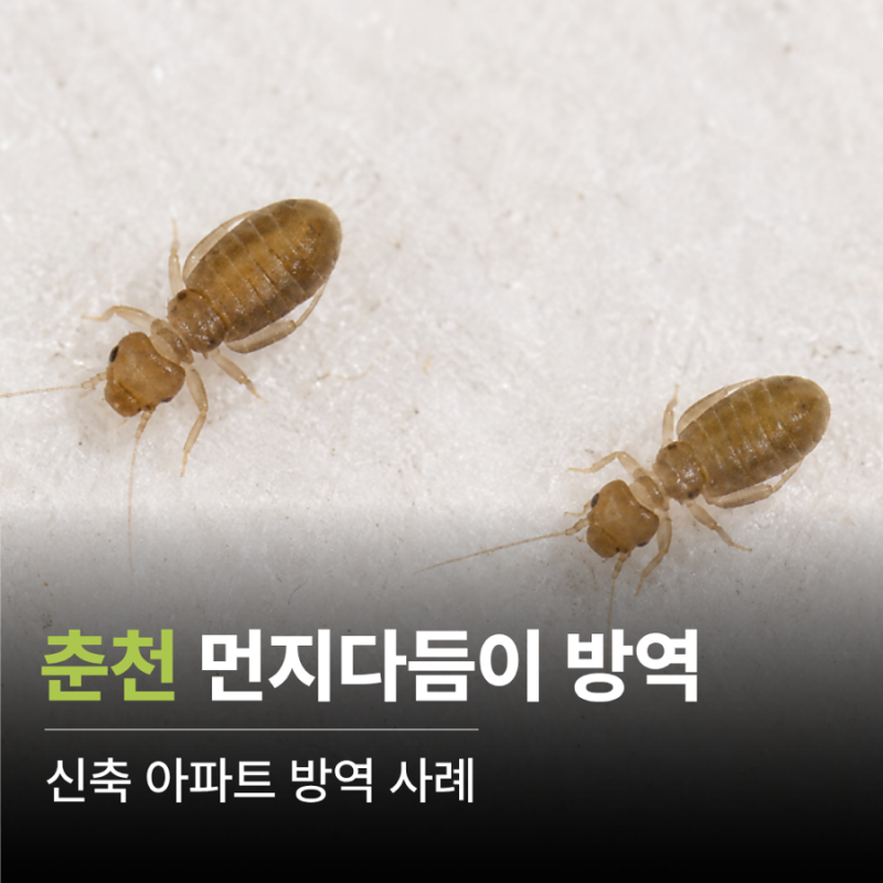 춘천 먼지다듬이 먼지벌레 퇴치 박멸 | 춘천 해충방역 업체