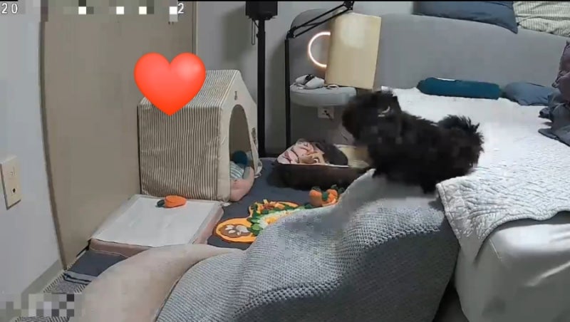 강아지 계단 vs 슬라이드, 뭐가 더 안전할까? 슬개골 탈구 수술 후 선택 기준