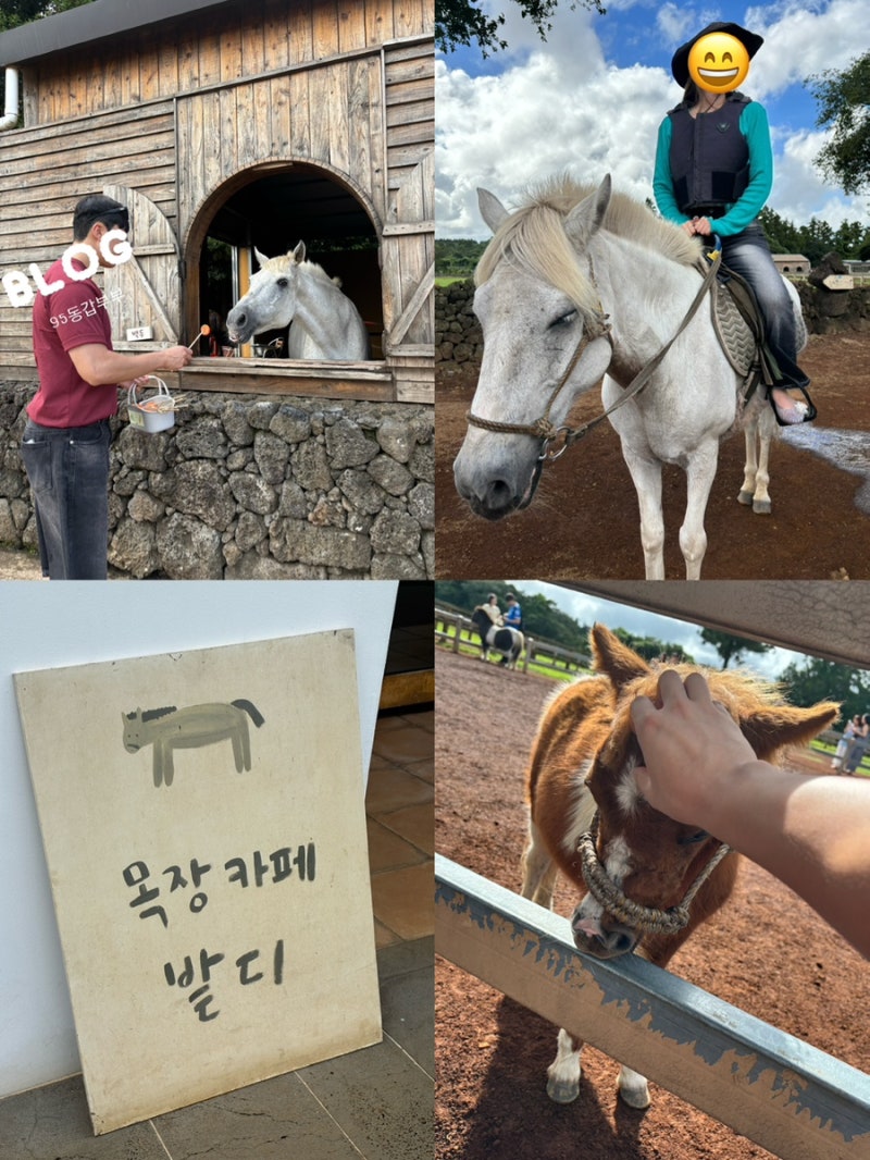 제주도 서귀포 승마체험 추천,목장카페 밭디 | 말 먹이주기와 이색자전거까지