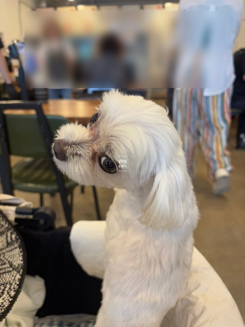 강릉장칼국수 최씨장칼국수, 반려견과 함께 다녀온 솔직 후기