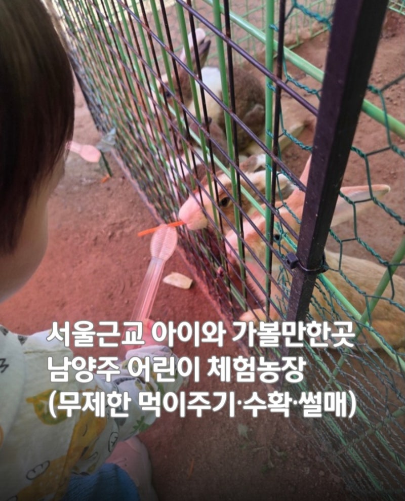 서울근교 아이와 가볼만한곳 남양주 미취학 어린이 체험농장 (무제한 먹이주기·수확·미꾸....