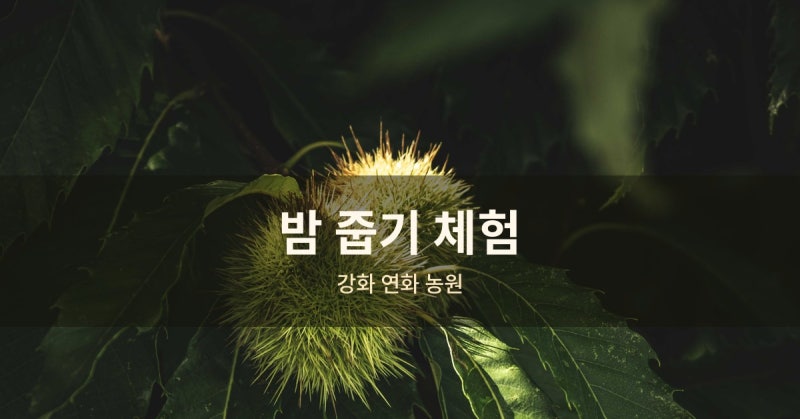 아이와 가볼만한 강화도 밤 줍기 체험 | 강화연화농원