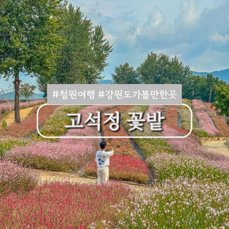 철원 고석정 꽃밭 축제 기간 실시간 개화 현황 총정리