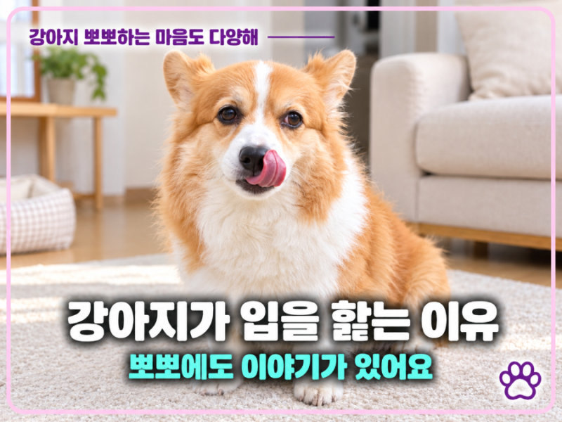 강아지가 입을 핥는 이유, 강아지 뽀뽀만은 아닌 행동 의미