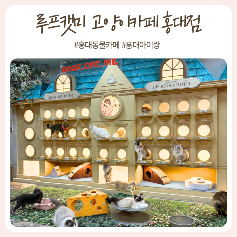 홍대 고양이카페 루프캣미 홍대점 후기｜아이와 가볼만한곳, 입장료·주차·이용팁