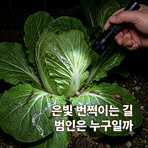 김장배추 잎에 번진 반투명 얼룩 밤마다 갉아먹는 달팽이 퇴치법