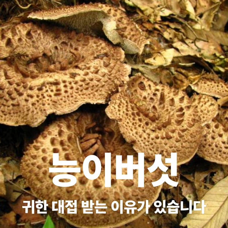 능이버섯 효능과 부작용은? 제철부터 보관방법까지