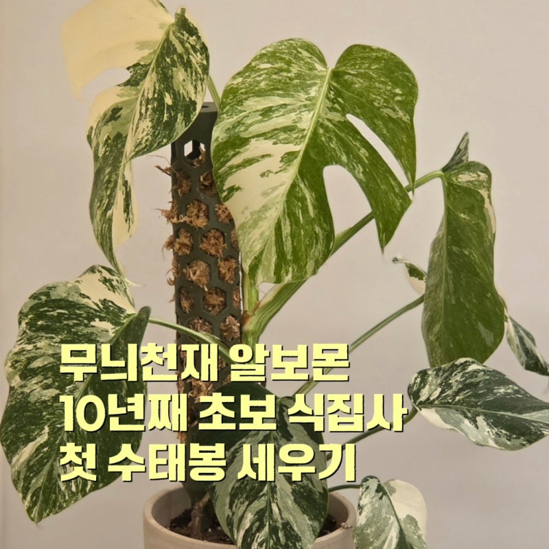 내로망 몬스테라알보 10년째 초보 식집사의 첫 수태봉 설치 및 수태봉 추천