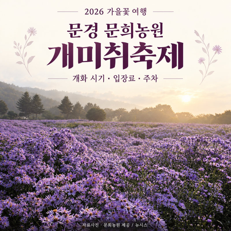 [경북/명소]문경 문희농원 개미취축제 2026｜기간·개화 시기·입장료·주차 총정리
