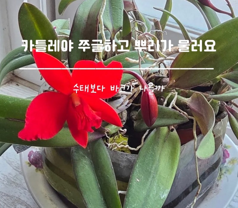 카틀레야 잎이 쭈글하고 뿌리가 물러요, 수태보다 바크가 나을까