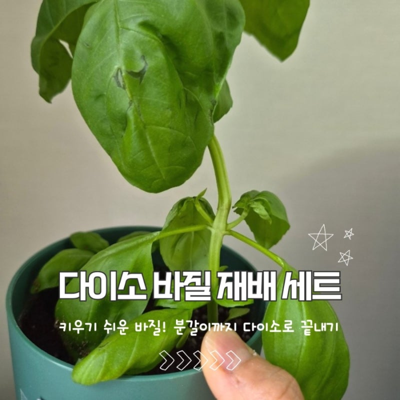 난이도 하! 바질 키우기(feat. 다이소 재배세트, 분갈이!)