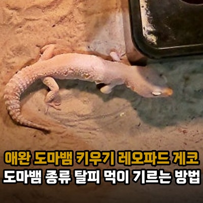 애완 도마뱀 키우기, 레오파드 게코 도마뱀 종류 탈피 먹이 기르는 방법