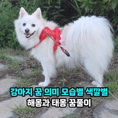 강아지 꿈 의미, 개의 모습별 색깔별 해몽과 태몽 꿈풀이