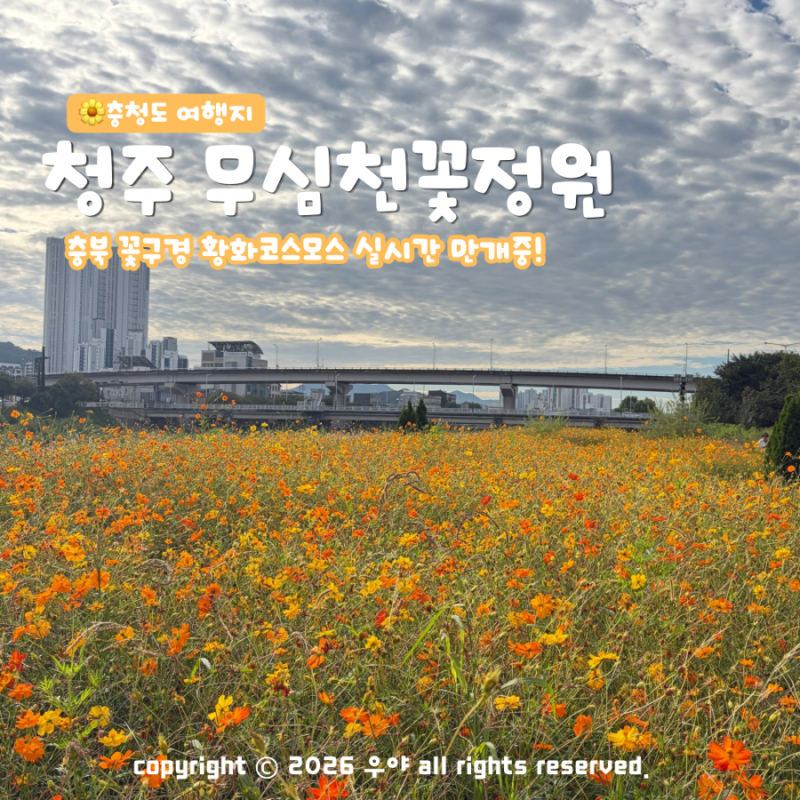 9월 충북 가을 꽃구경 청주 무심천 꽃정원 황화코스모스 실시간 만개중 주차 위치는?