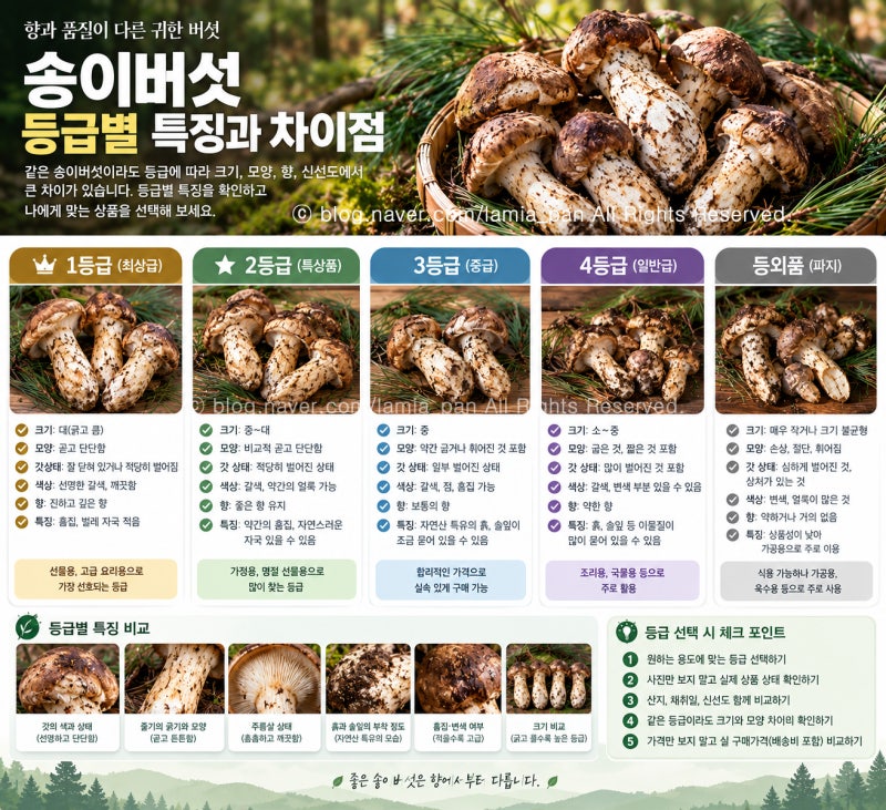 송이버섯 시세와 현명하게 고르는 법