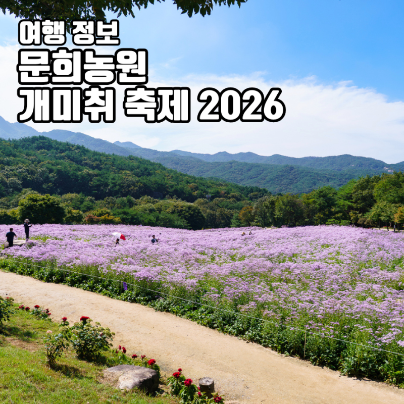 문경 문희농원 개미취 축제 입장료 개화시기 가을꽃 명소