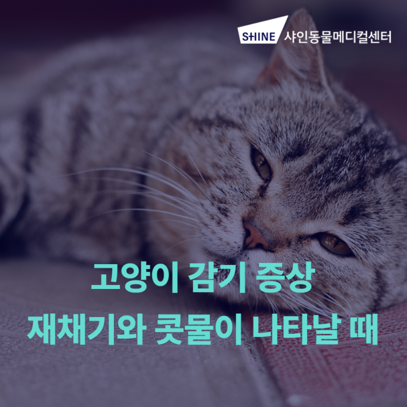 고양이감기증상, 재채기와 콧물이 함께 나타날 때