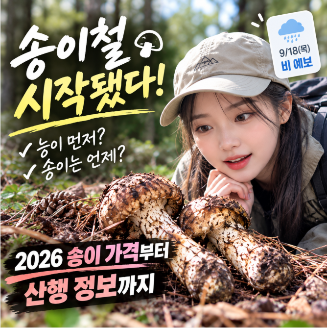 송이철 시작됐다! 능이가 먼저? 송이는 언제 날까2026 송이 가격부터 산행 정보까지