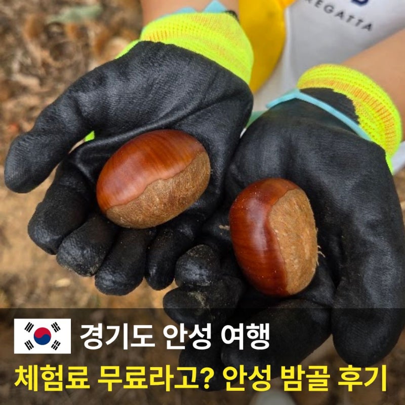 밤줍기 체험 안성 밤골, 경기도 가을 밤따기 나들이 후기