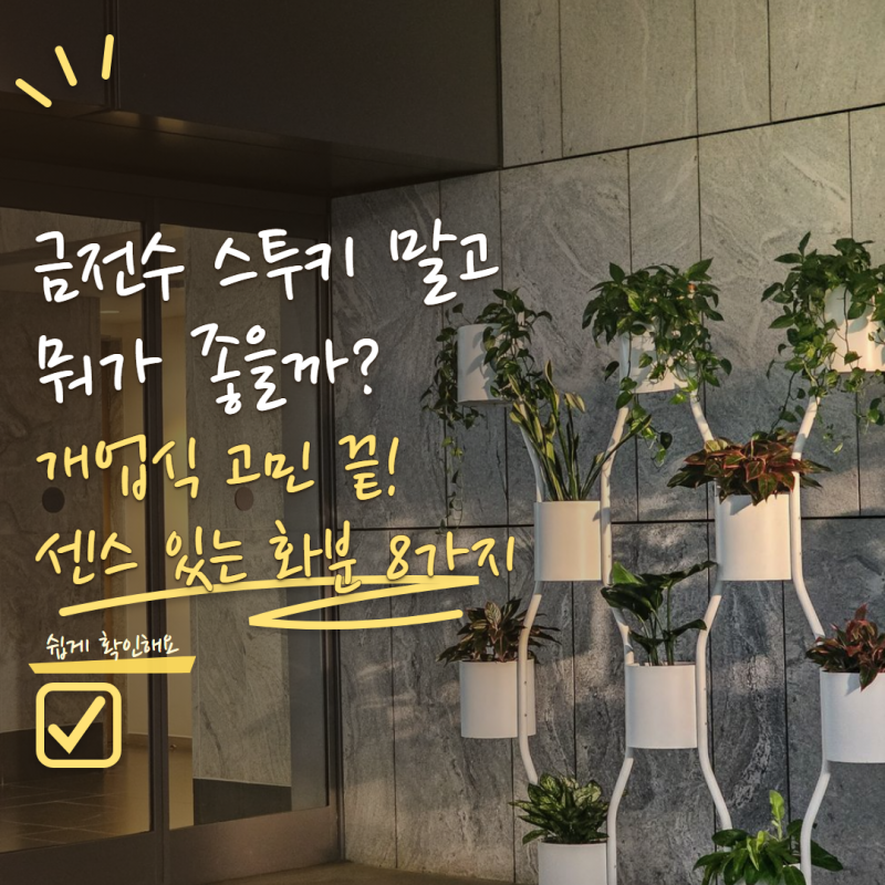 개업화분 추천 금전수·스투키 말고 뭐가 좋을까? 관리 쉬운 식물 8가지