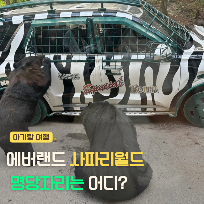 에버랜드 사파리 명당자리는 어디? 사파리 큐패스로 이용 꿀팁
