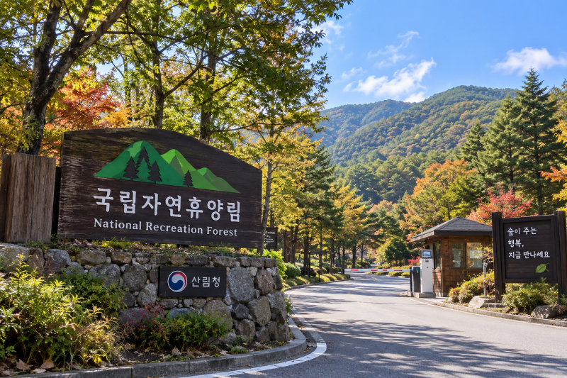 추석에 국립자연휴양림 공짜 입장하는 방법, 무료 대상 48곳 확인하기