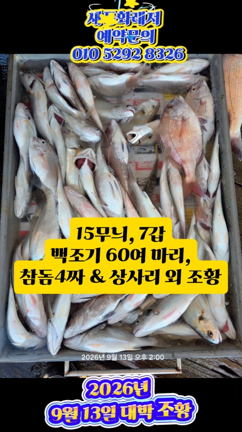 [통영 풍화리 선외기] 9월 가을 시즌 무늬오징어·감성돔·생활낚시 날짜별(9월8일~13일) 대박 ....