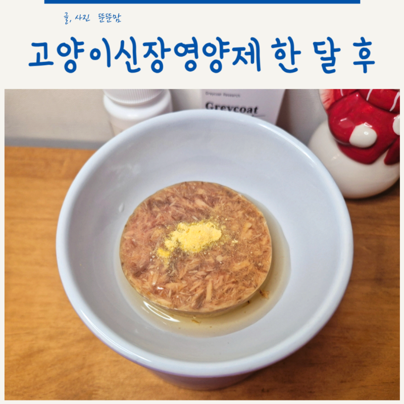 고양이신장영양제 한 달 후기 그레이코트 닥터토루 꾸준히 먹여본 이야기