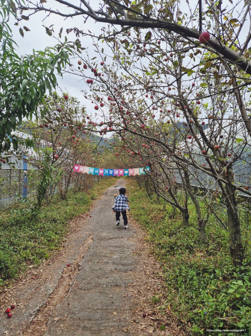 (아이랑 가볼만한 곳)남양주 바우농원 포도따기 밤줍기 미니사과 따기/ 토끼, 앵무새 먹이주....