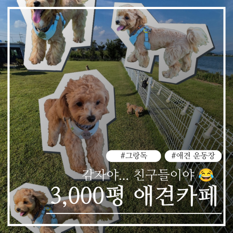 감자랑 하루 종일 놀다 온 부산 강서구 대형애견 카페 그랑독