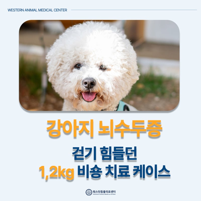 강아지 뇌수두증, 걷기 힘들던 1.2kg 비숑 VP shunt