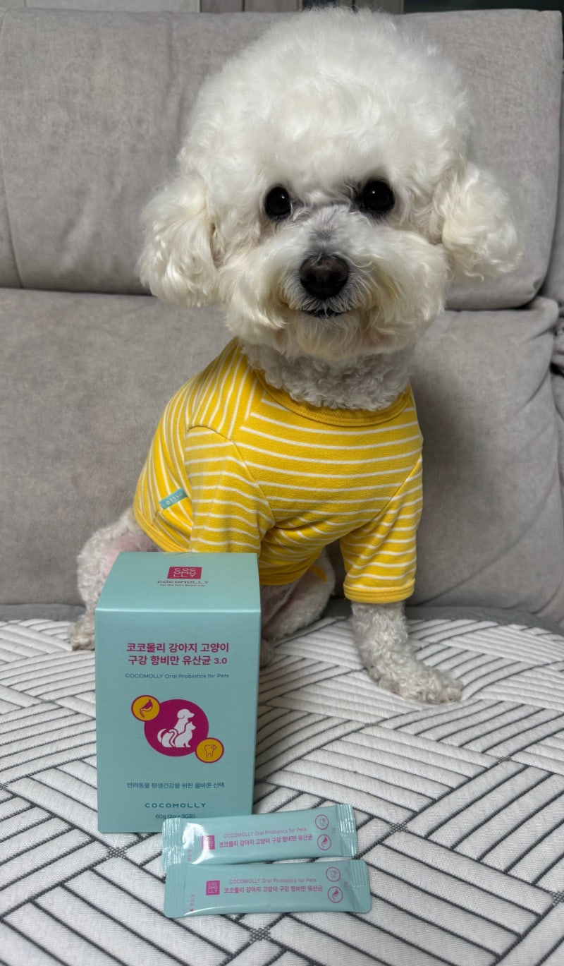 강아지유산균 추천 코코몰리 구강 항비만 프로바이오틱스 강아지입냄새 장건강 후기
