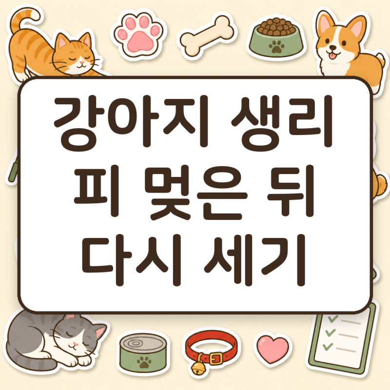 강아지 생리 기간, 피가 멎은 뒤부터 다시 세야 합니다
