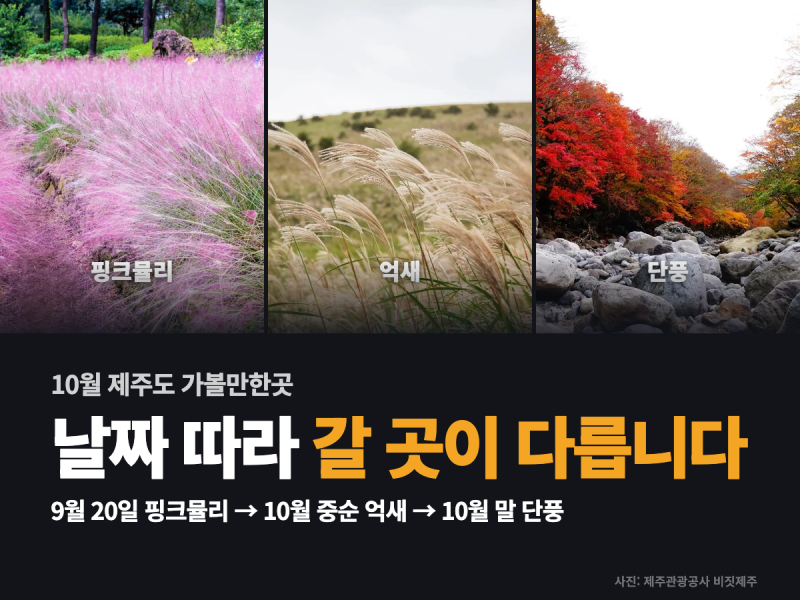 10월 제주도 가볼만한곳 — 억새·핑크뮬리·단풍·감귤따기 시기별 정리, 입장료와 11월까지 ....