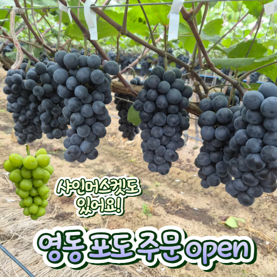 충북 영동 포도 농장 직거래! 당도 높은 샤인머스켓 & 머루포도 산지직송 구매 후기