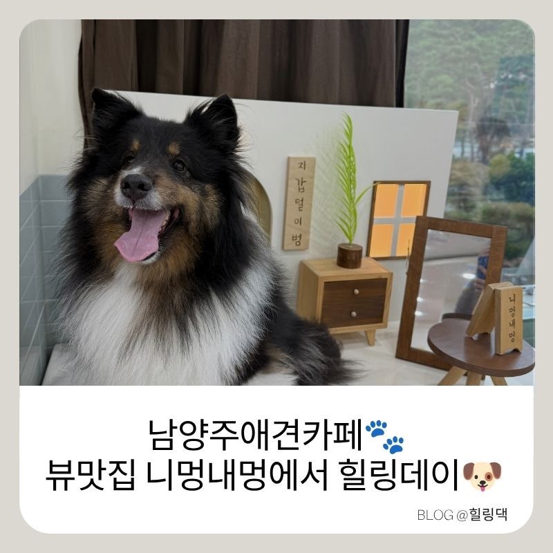 남양주 애견 카페 :) 뷰가 너무 좋은 니멍내멍