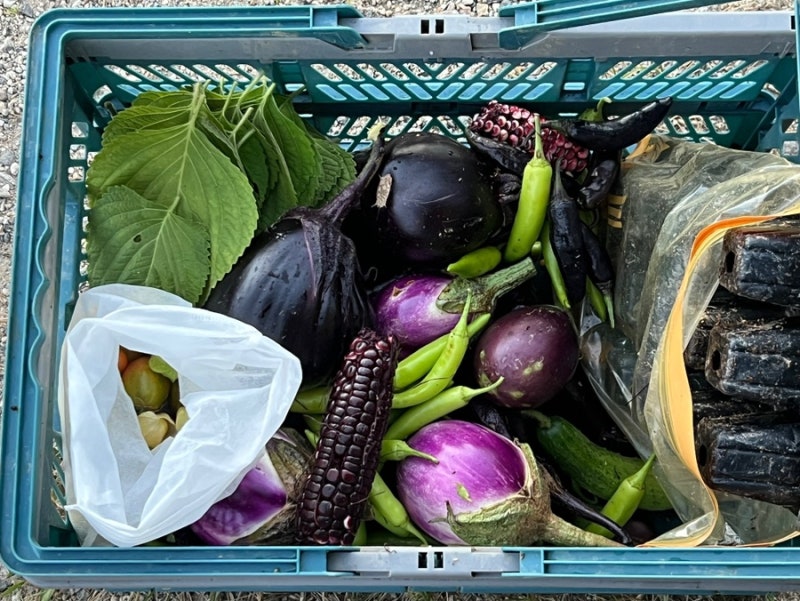 [2026] 가지, 오이, 블랙베리 찰옥수수, 토마토, 파인애플 토마틸로, 깻잎 수확 / 맷돌호박, 쪽....