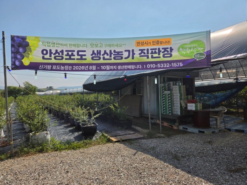 아기와 함께한 가을소풍 신기팜 포도농장 체험학습
