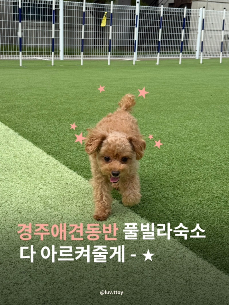 경주 애견동반 풀빌라숙소 : 애견운동장,수영장이 있는 JS풀빌라