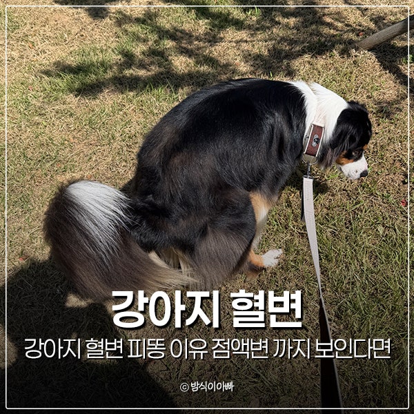 강아지 혈변 피똥 이유 점액변 까지 보인다면
