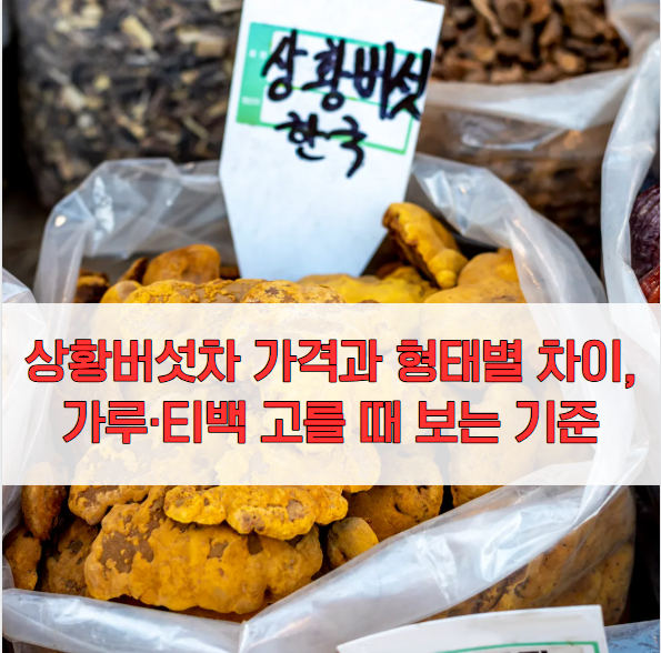 상황버섯차 가격과 형태별 차이, 가루·티백 고를 때 보는 기준
