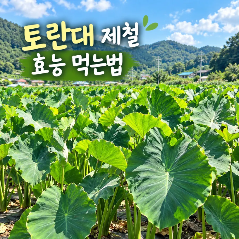 토란대 지금이 제철이에요 수확시기 효능 먹는법까지 알아봤어요